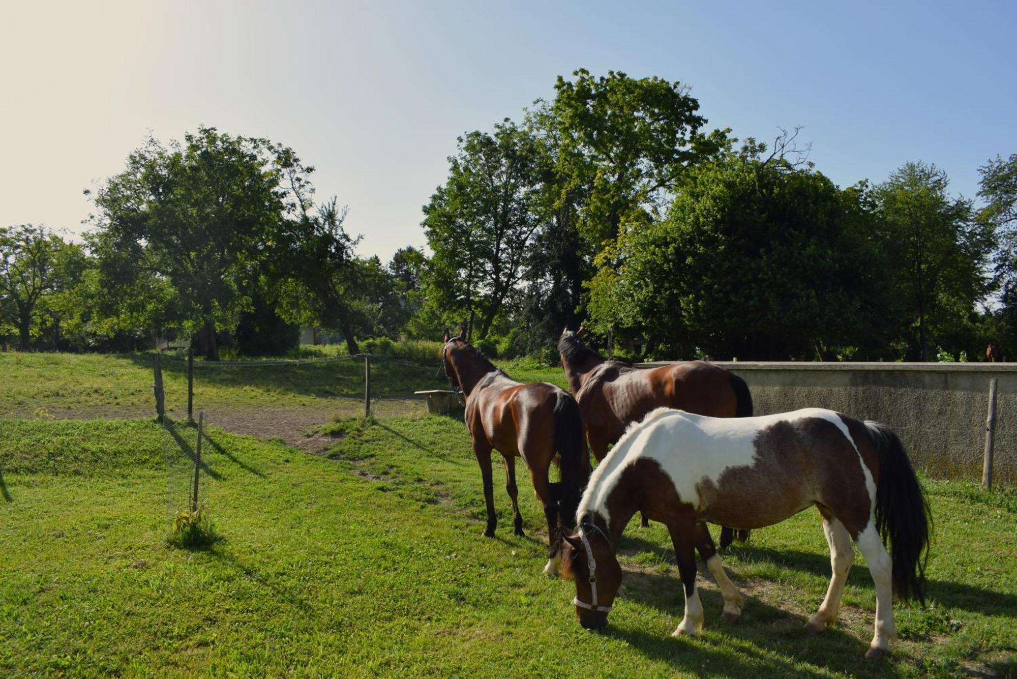 Farm Stay Zevnik Brezice Exterior photo